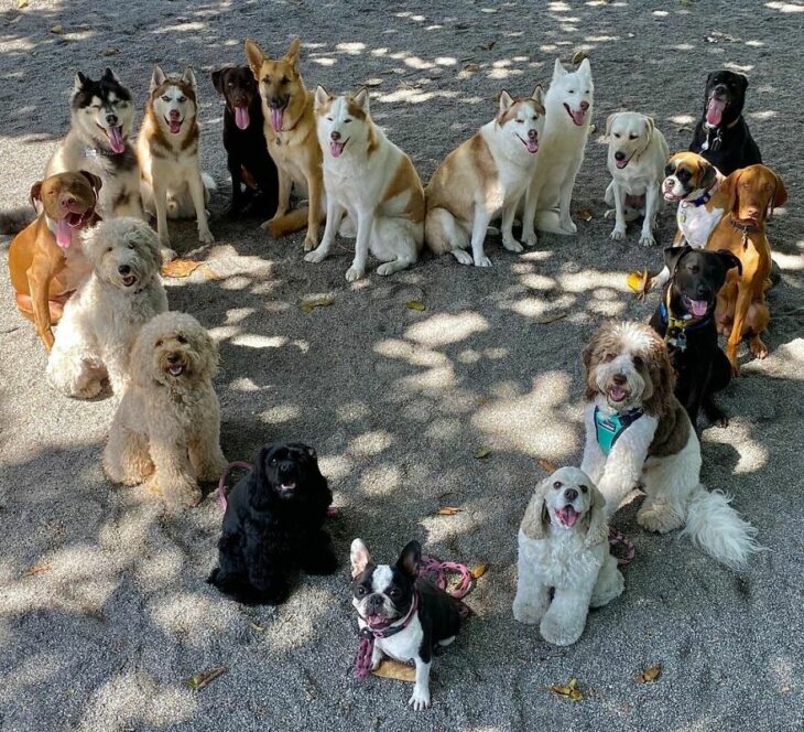 Perros formando un corazón ;Guardería de perros toma las mejores fotos de recuerdo 