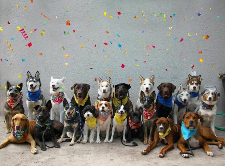 Perros con confeti ;Guardería de perros toma las mejores fotos de recuerdo 