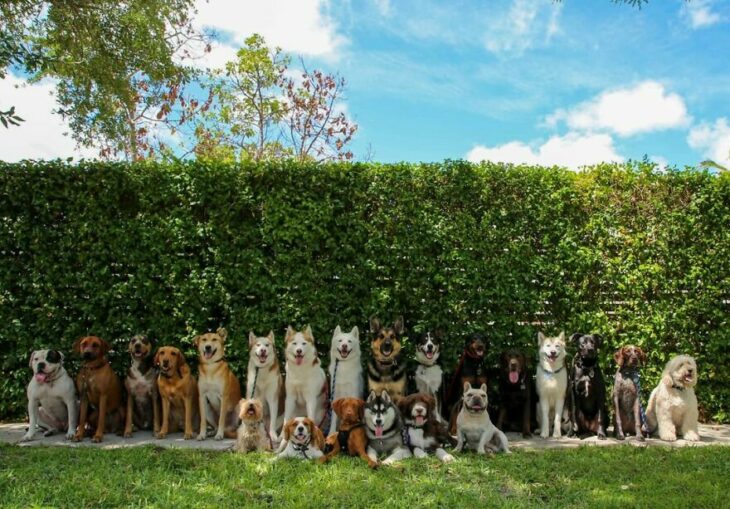 Perros en un jardín ;Guardería de perros toma las mejores fotos de recuerdo 