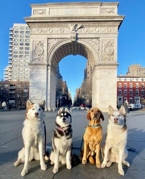 Perros frente a un monumento ;Guardería de perros toma las mejores fotos de recuerdo 