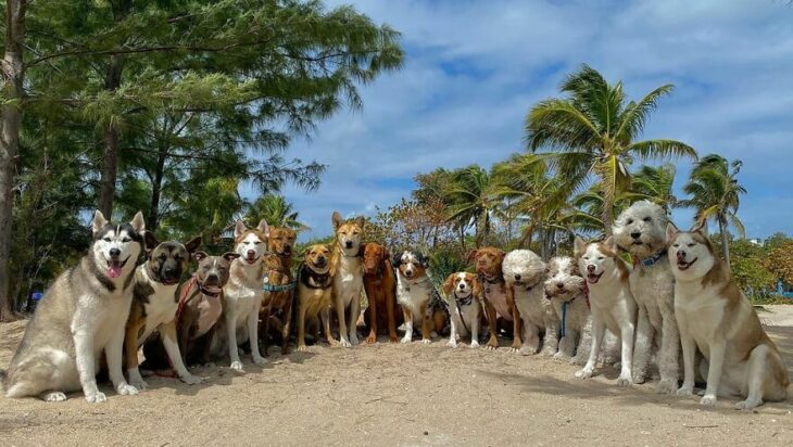 Perros en la playa ;Guardería de perros toma las mejores fotos de recuerdo 