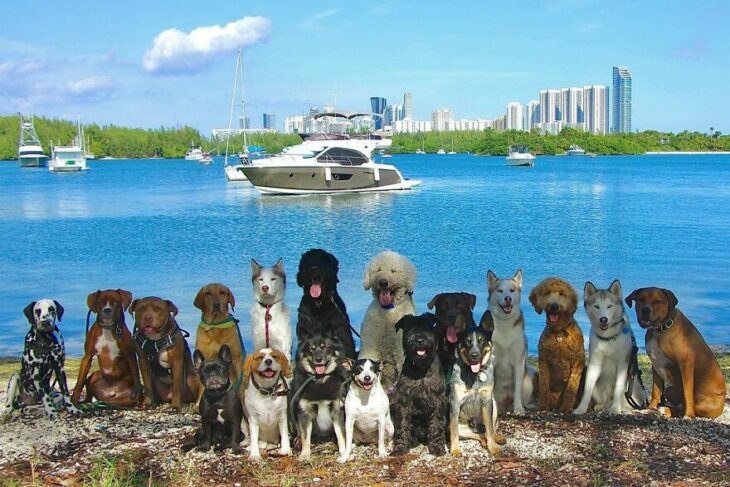 Perros en la playa ;Guardería de perros toma las mejores fotos de recuerdo 