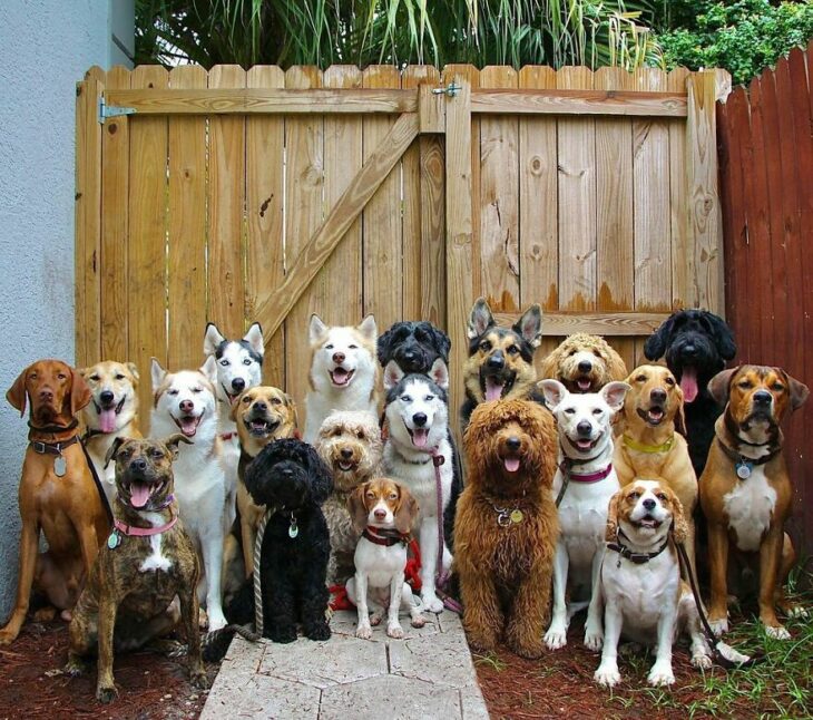 Perros frente una cerca ;Guardería de perros toma las mejores fotos de recuerdo 