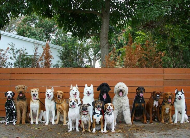 Perros en el jardín ;Guardería de perros toma las mejores fotos de recuerdo 