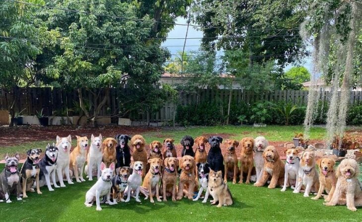 Perros en el jardín ;Guardería de perros toma las mejores fotos de recuerdo 