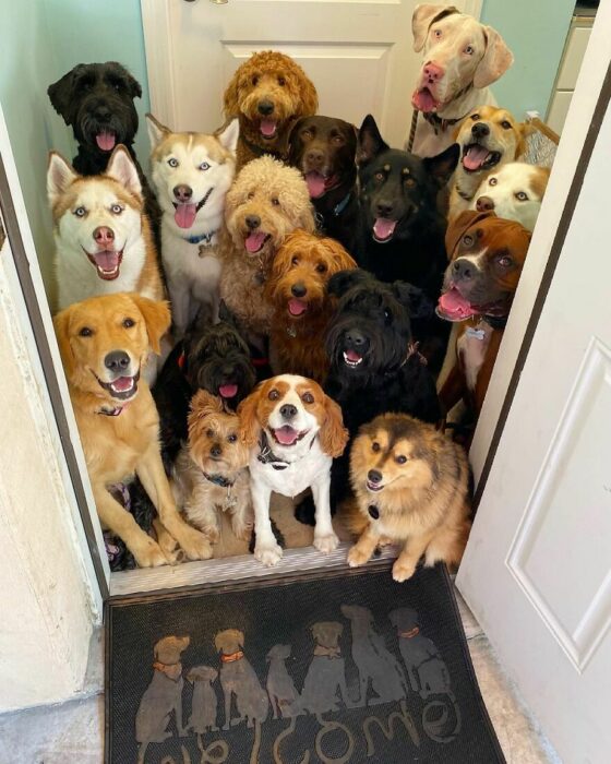 Perros frente a una puerta ;Guardería de perros toma las mejores fotos de recuerdo 