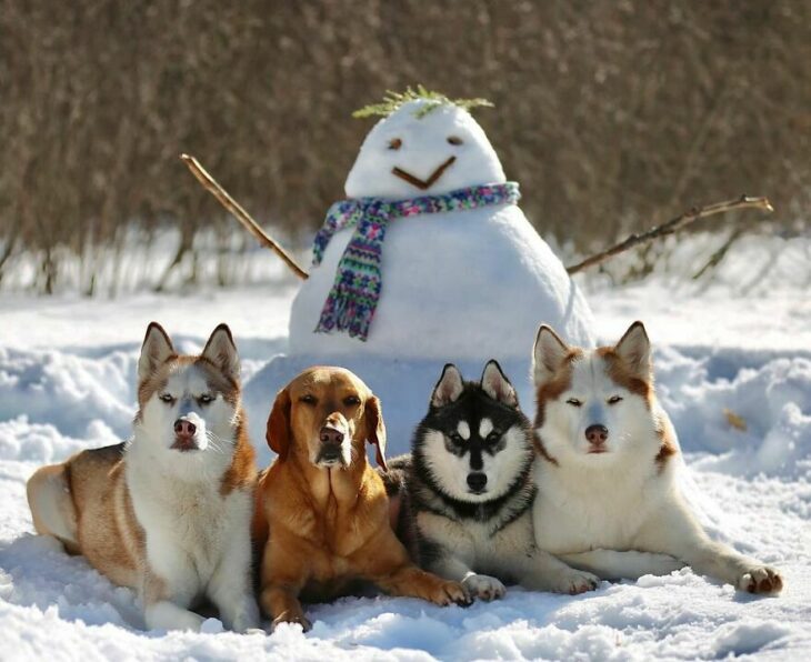 Perros en la nieve ;Guardería de perros toma las mejores fotos de recuerdo 