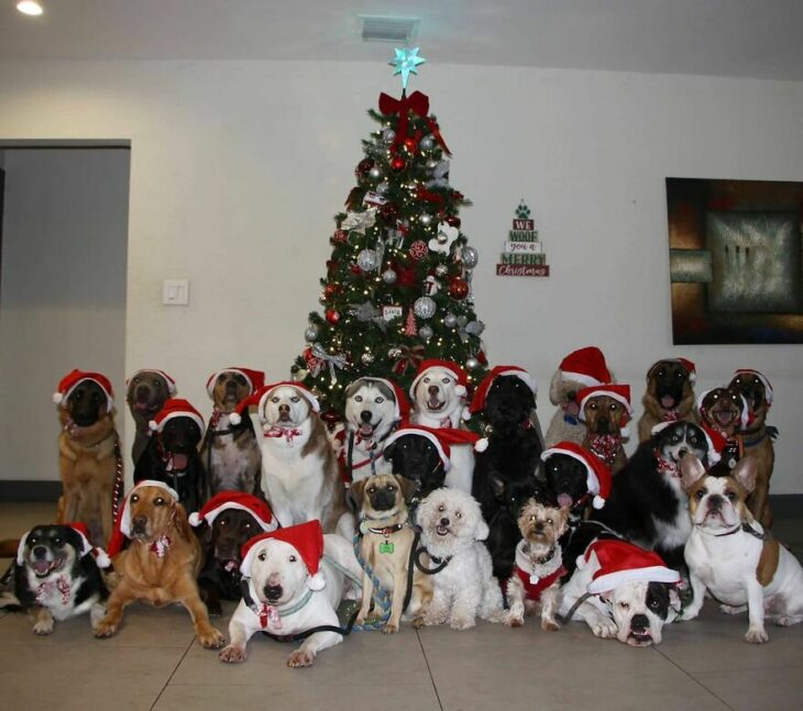 Perros frente a un árbol de Navidad ;Guardería de perros toma las mejores fotos de recuerdo 