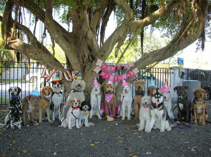 Perros en una fiesta ;Guardería de perros toma las mejores fotos de recuerdo 