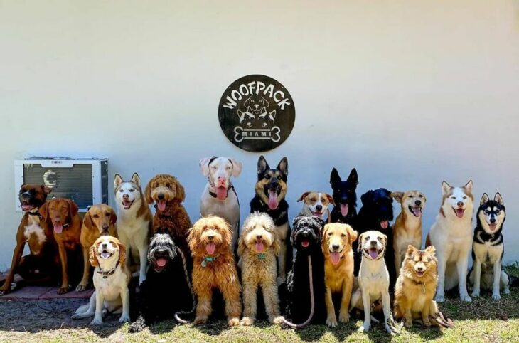 Perros en un patio trasero ;Guardería de perros toma las mejores fotos de recuerdo 