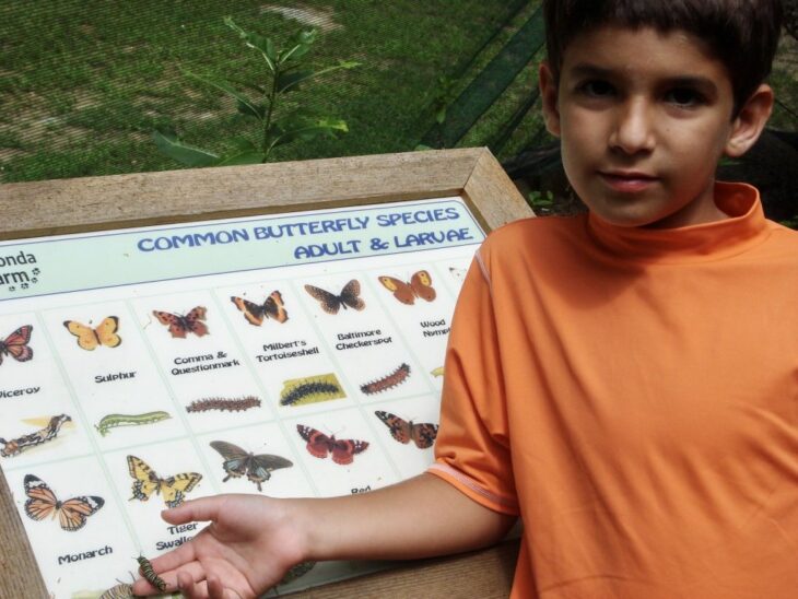 Duncan niño junto a tablero de mariposas ;Joven siembra miles de flores durante 12 años y logra salvar a cientos de mariposas en extinción