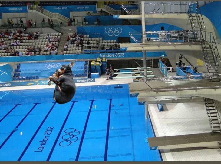 Memes de perritos entrando a una piscina 