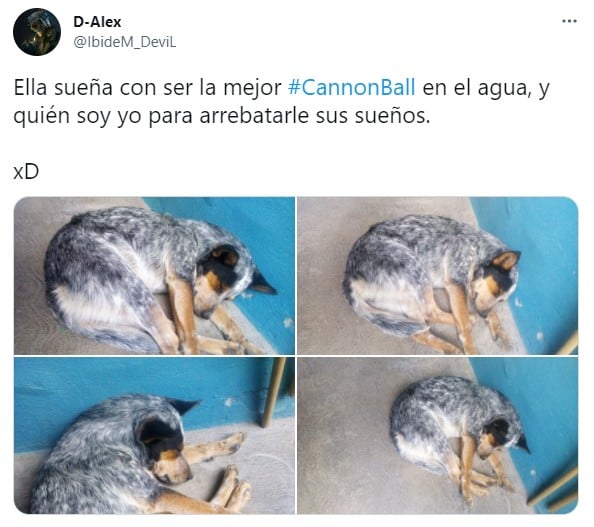 Memes de perritos entrando a una piscina 