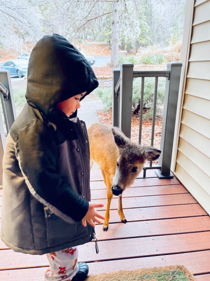 Boy playing with a baby deer 