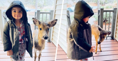 Niño de 4 años salió a caminar por el bosque y regresó con un venado bebé a casa
