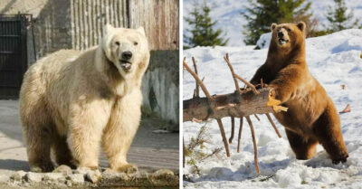 Oso juega feliz en la nieve. Después de años por fin se sentía libre