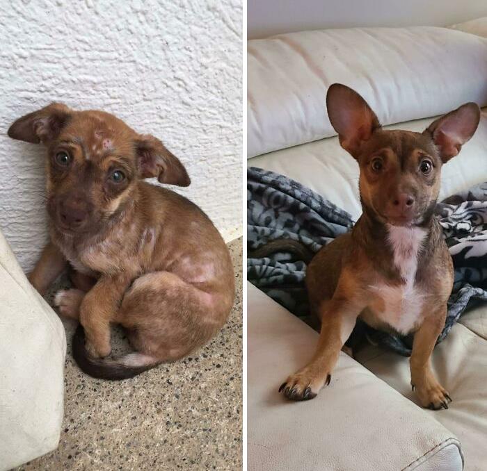 Perrito antes y después de ser adoptado de un refugio 