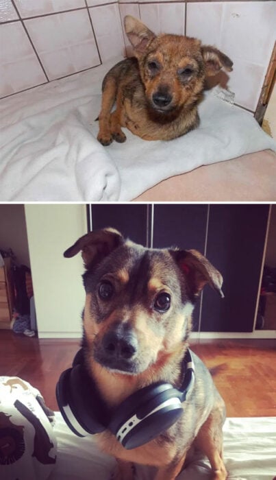 Perrito antes y después de ser adoptado de un refugio 