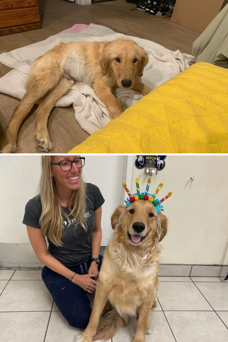 Perrito antes y después de ser adoptado de un refugio 