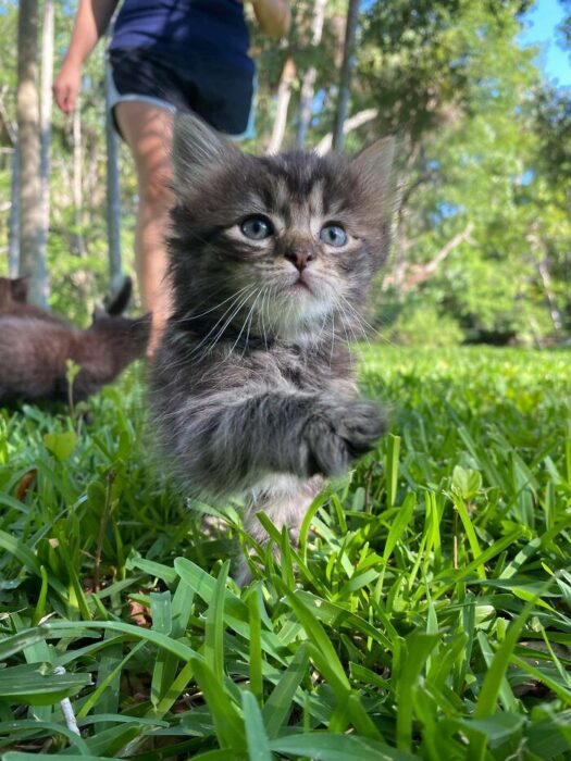 Mascotas que fueron adoptadas y viven felices 