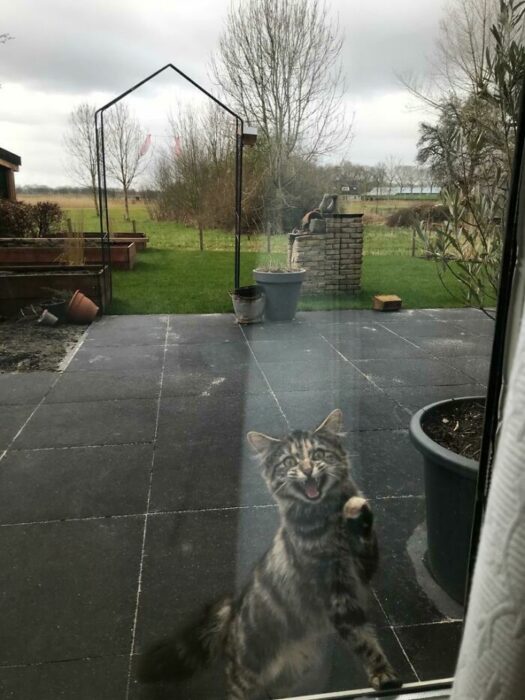 Gato en el patio trasero ;Personas comparten fotos de gatos maullando