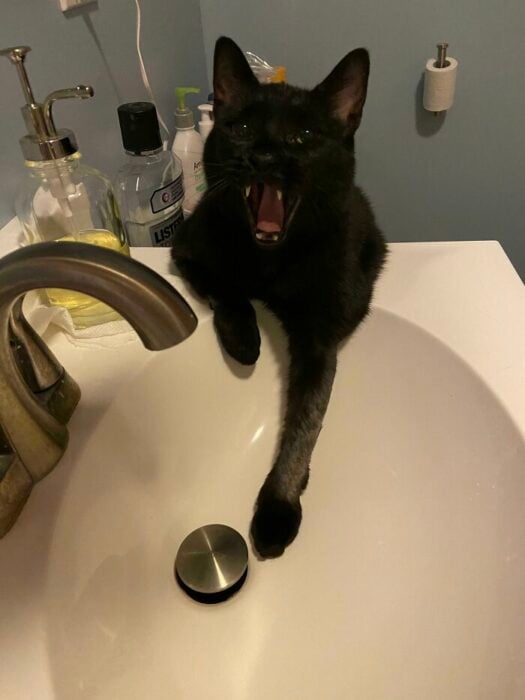 Gato dentro de un baño ;Personas comparten fotos de gatos maullando