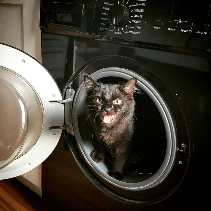 Gato dentro de una lavadora ;Personas comparten fotos de gatos maullando