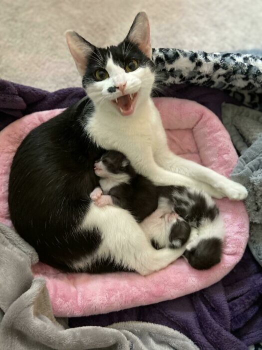 Gato sobre un sofá rosa ;Personas comparten fotos de gatos maullando