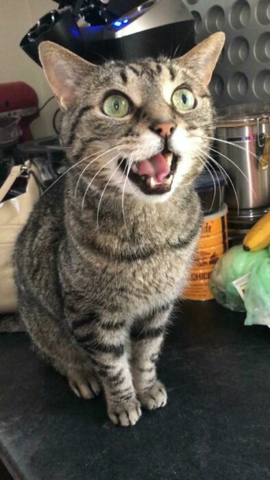 Gato sorprendido ;Personas comparten fotos de gatos maullando