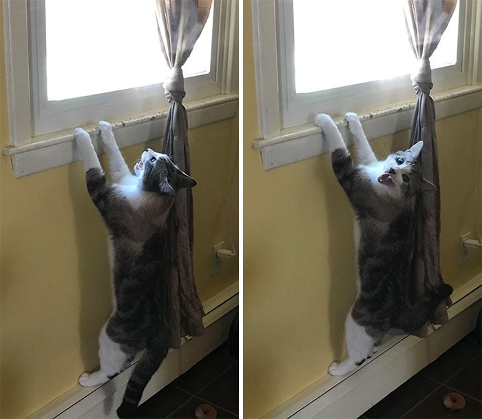 Gato colgando de una ventana ;Personas comparten fotos de gatos maullando