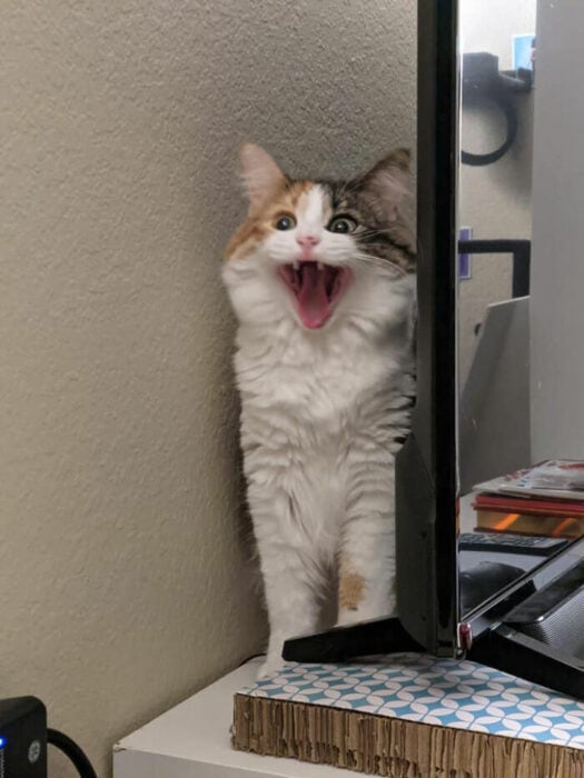 Gato detrás de una puerta ;Personas comparten fotos de gatos maullando