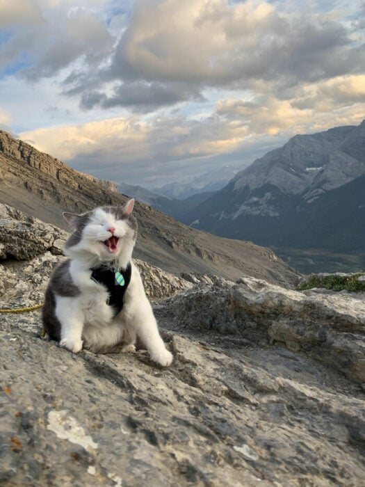 Gato paseando en una montaña ;Personas comparten fotos de gatos maullando