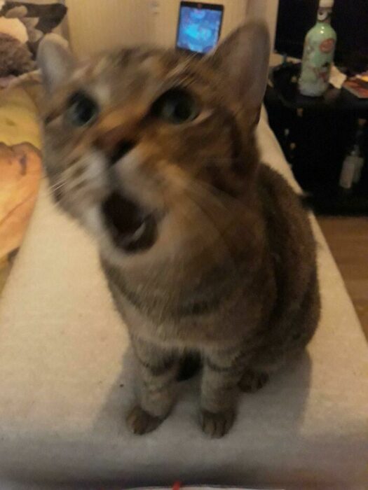 Gato sorprendido ;Personas comparten fotos de gatos maullando