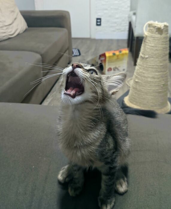 Gato maullando fuerte ;Personas comparten fotos de gatos maullando