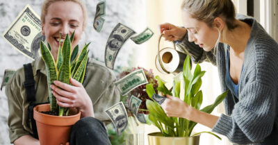 Plantas que atraerán a tu hogar abundancia y buenas vibras