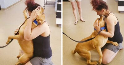 Quería adoptar un perro de un refugio, pero encontró al que perdió hace 2 años