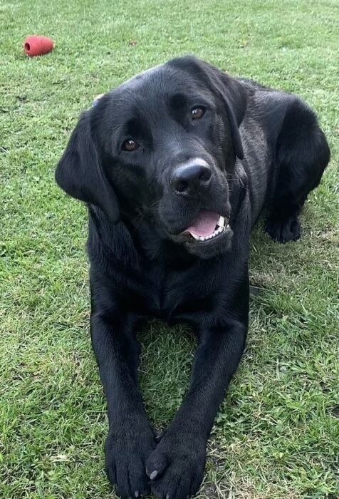 Perrito labrador negro sentado en el pasto 