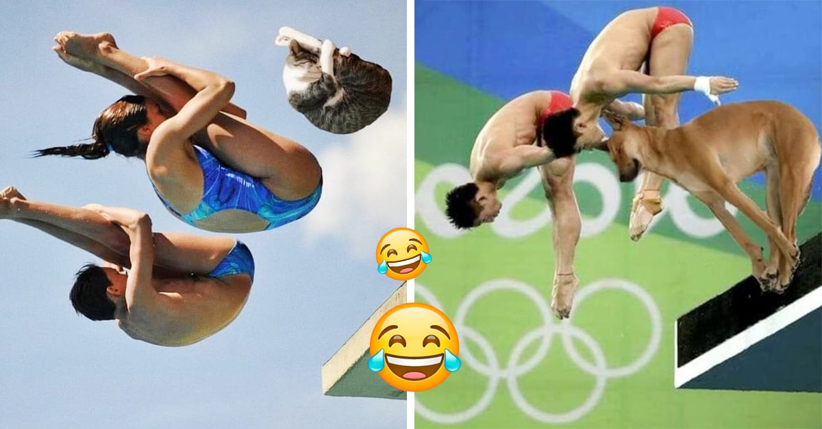 13 Diving Cats And Dogs Memes That Will Give You A Dip In Fun