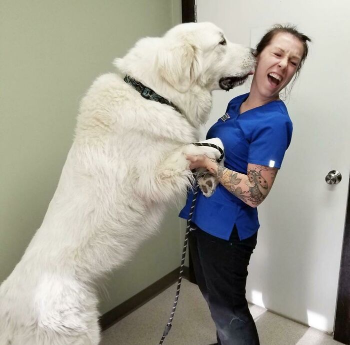 Veterinaria jugando con un perro gigante ;20 Mascotas que se mostraron amorosamente agradecidos con sus veterinarios