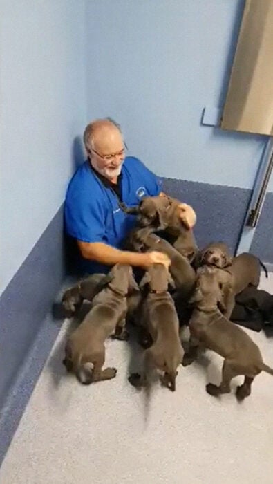 Veterinario rodeado de perros ;20 Mascotas que se mostraron amorosamente agradecidos con sus veterinarios