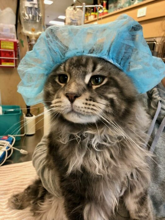 Gato con cofia médica ;20 Mascotas que se mostraron amorosamente agradecidos con sus veterinarios