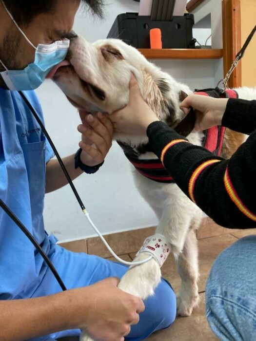 Perro dando un beso ;20 Mascotas que se mostraron amorosamente agradecidos con sus veterinarios