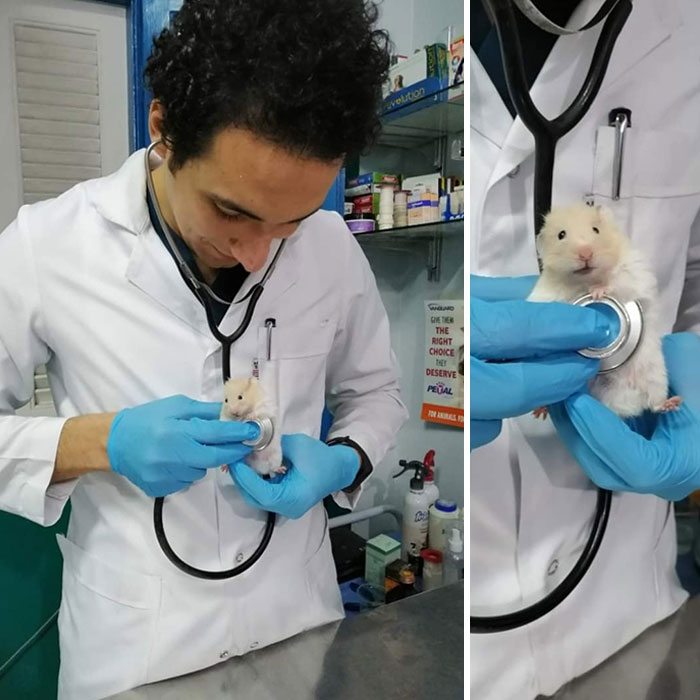 Ratón asustado ;20 Mascotas que se mostraron amorosamente agradecidos con sus veterinarios