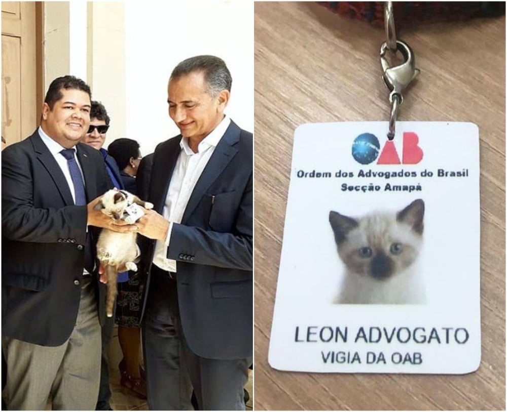 Bufete de abogados contrata a gatito callejero y lo nombran miembro oficial el equipo
