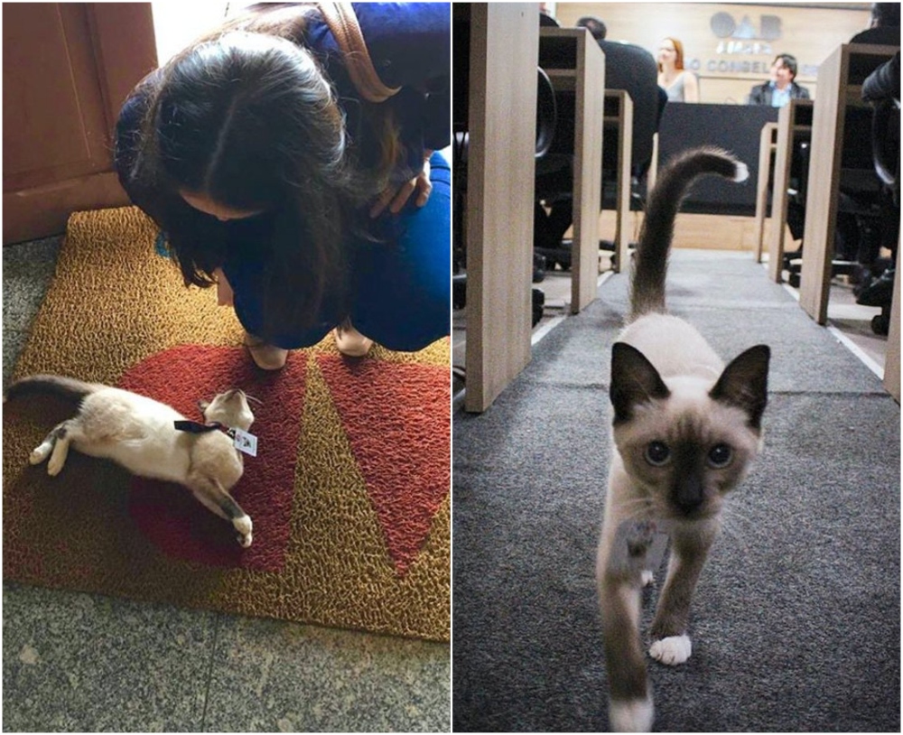 Bufete de abogados contrata a gatito callejero y lo nombran miembro oficial el equipo