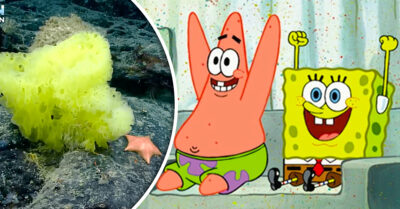 ¡Bob Esponja y Patricio Estrella son reales! Científicos los encuentran en el fondo del mar