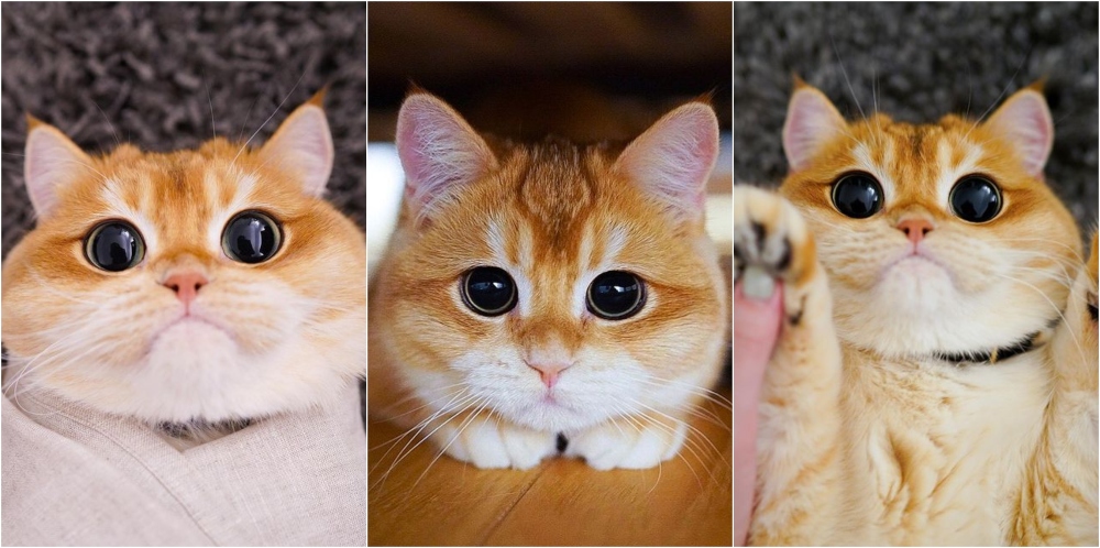 Este gatito es igual al de Shrek y nos encanta 