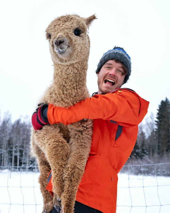 Llama ;Allan Dixon; hombre se hace amigo de cualquier animal que encuentra en su camino