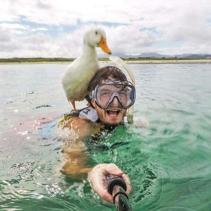 Pato ;Allan Dixon; hombre se hace amigo de cualquier animal que encuentra en su camino