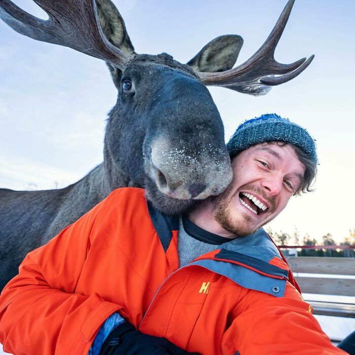 Alce ;Allan Dixon; hombre se hace amigo de cualquier animal que encuentra en su camino